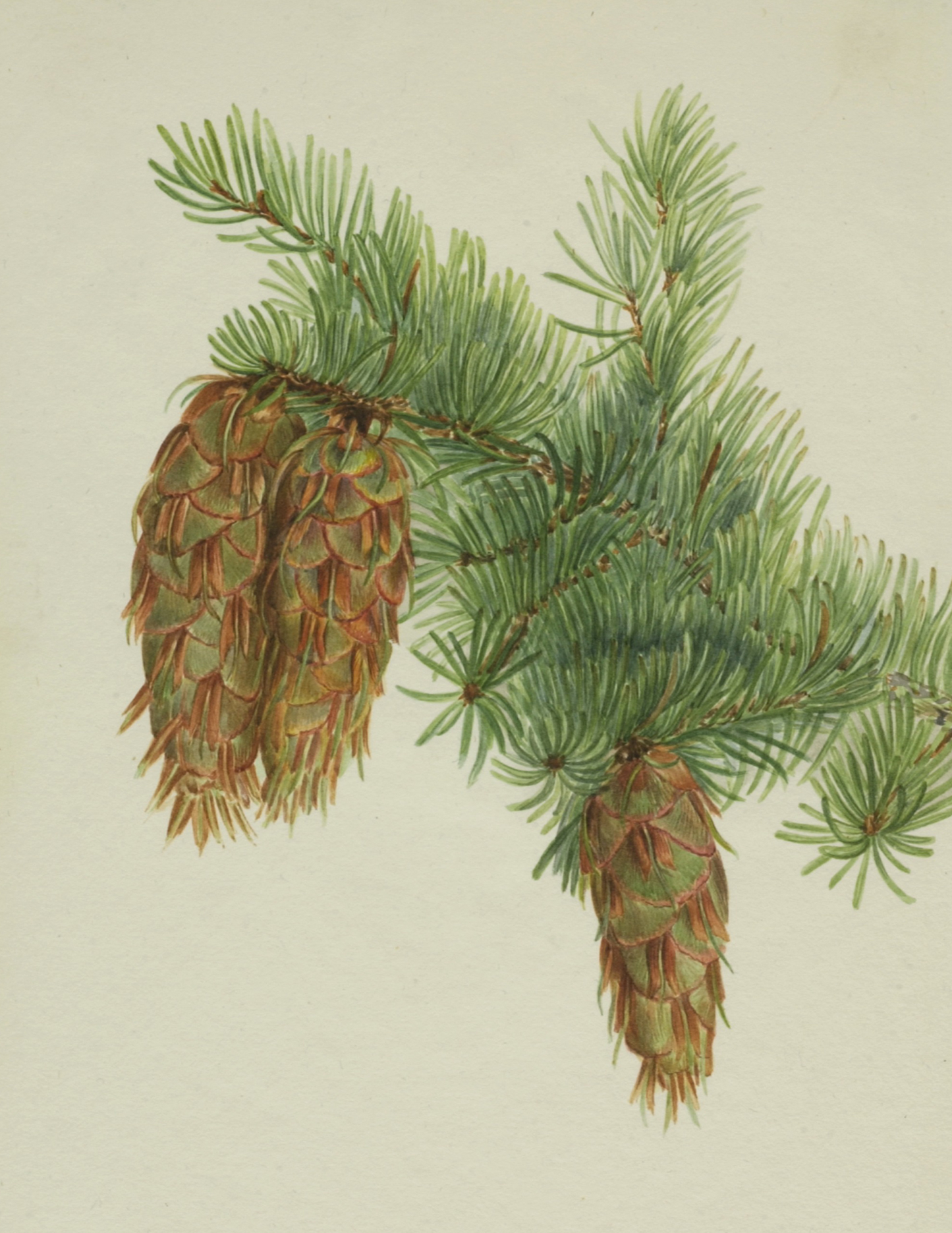 Douglas Fir