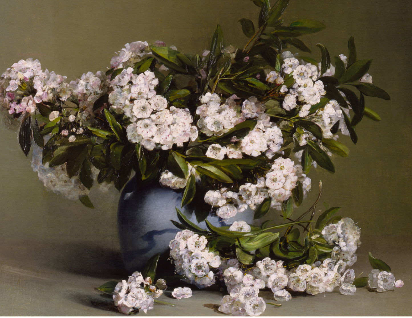 Mountain Laurel