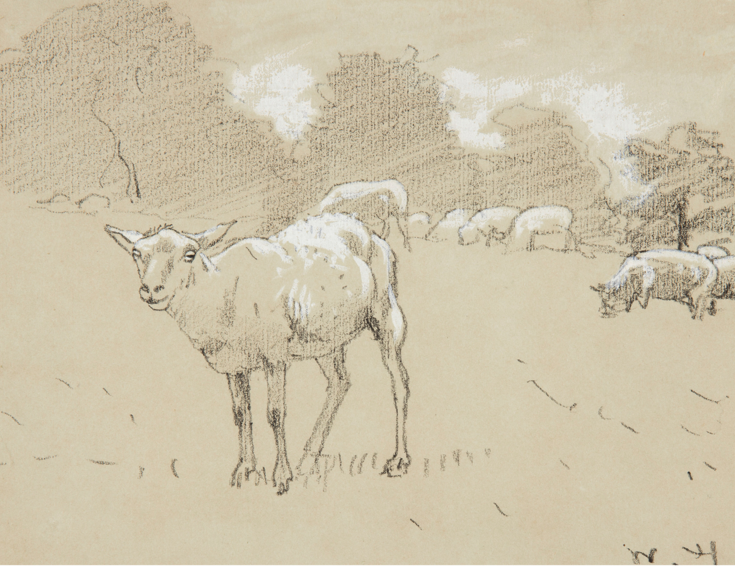 Sheep Grazing in a Field